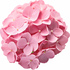 Pink hydrangea